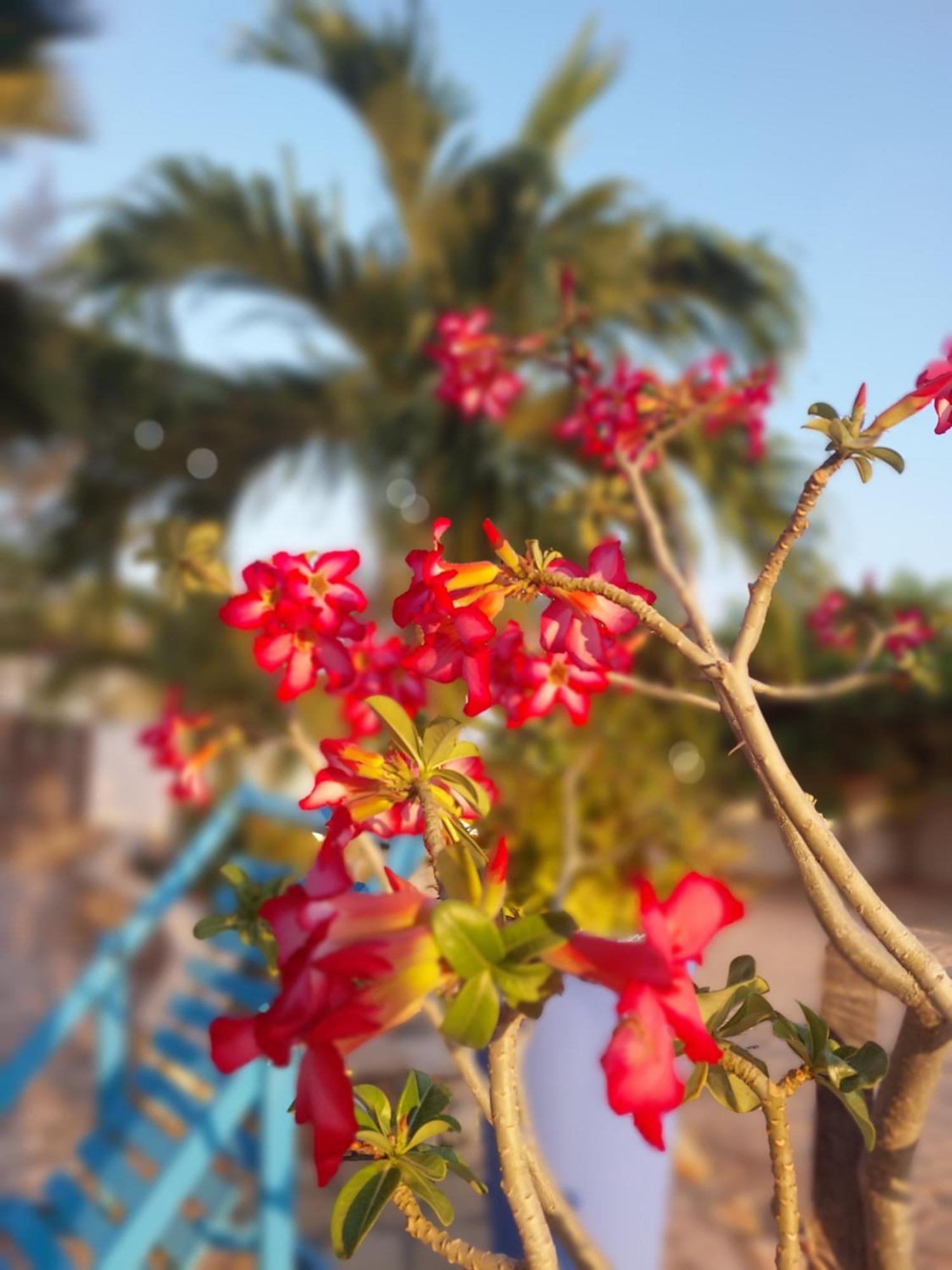 Manga Rosa Hospedagem Canoa Quebrada Exterior foto